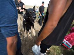 dog-attacking-water-protectors