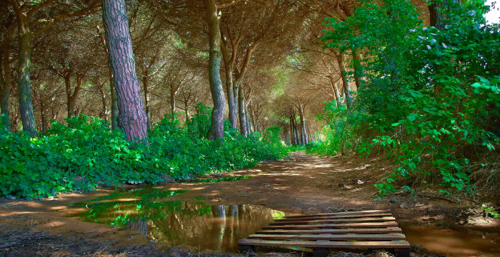 gorgeous-hiking-path-for-site