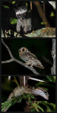 nocturnal-animal-collage