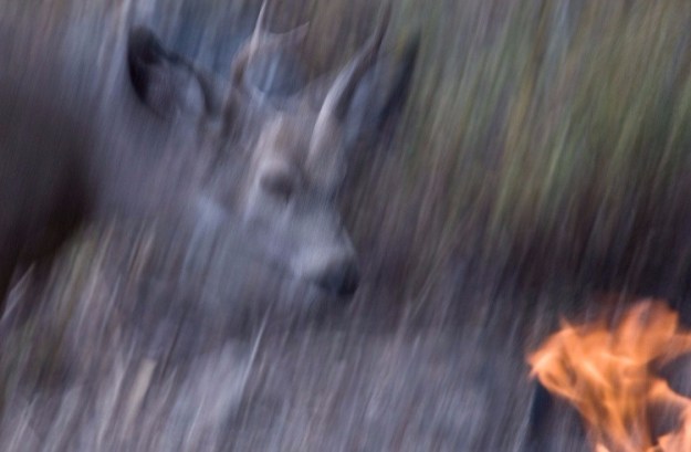 in the shadows steve corey