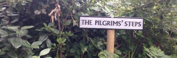 darcy pilgrims steps thin